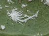 Rastrococcus invadens